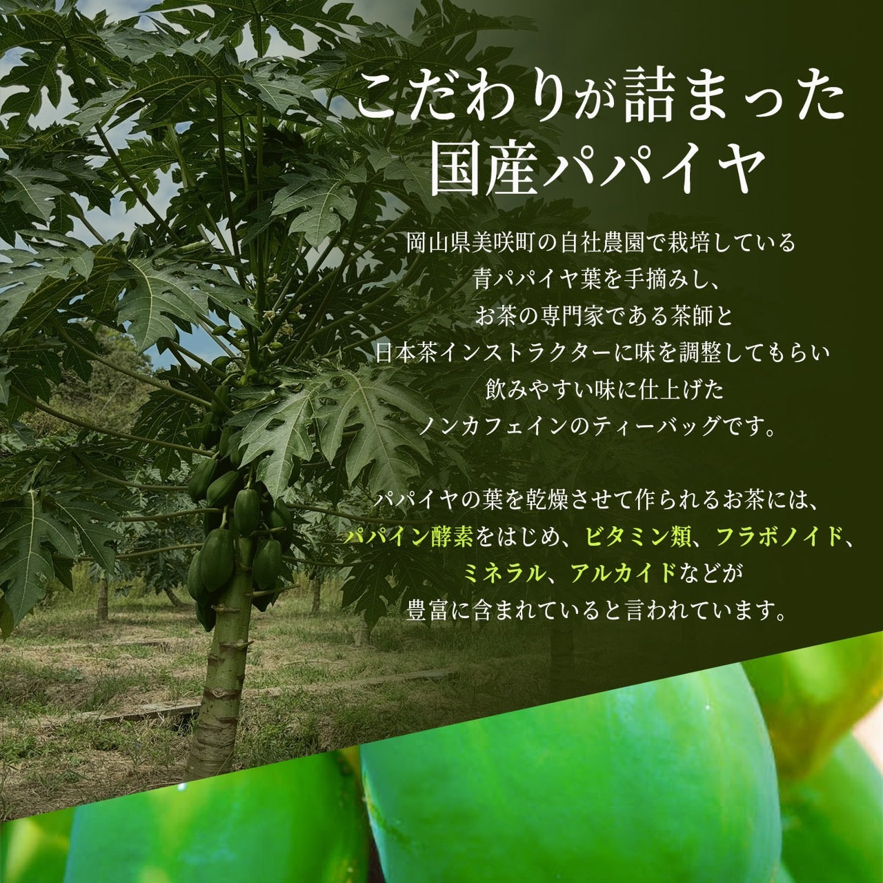 パパイヤ茶 青パパイヤ ２g×３０パック入り ティーバッグ ノンカフェイン 健康茶